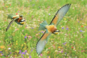 [026] Vuelo en pareja Joaquin Lopez Rodriguez compressed