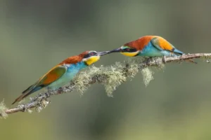 [027] La creación de Adán Pablo Barrena