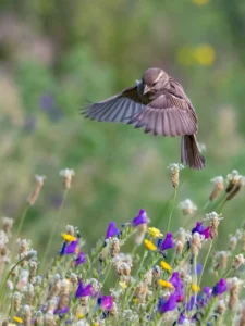 [028] Bailando entre las flores FRANCISCO JAVIER JURADO RUBIO