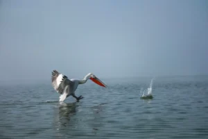 [029] pelicano dalmata maria rodriguez luna