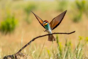 [030] Tomando el sol José Joya Estévez