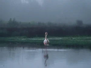 [031] Afinidad Fernando Zaragoza García