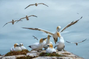 [032] Alcatraces EMILIO PINO PALMA compressed