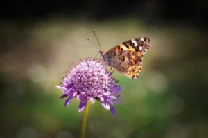 [033] VANESA CARDUI José Manuel Manzano Iglesias compressed