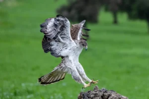 [035] Regreso al Posadero Jose Manuel Fernandez Lopez compressed