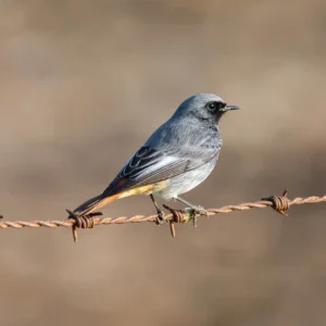 [036] Colirrojo Tizón Manuel Fernandez Ruiz compressed