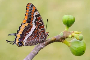 [043] Charaxes jasius Pedro Sepúlveda Moya