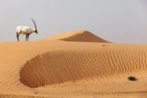 [045] El Orix Mercedes Higuero Bisbe