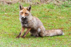 [046] Zorro Manuel Acosta Garcia