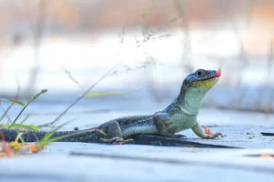 [047] Little dragon Mercedes Cuesta Mateo