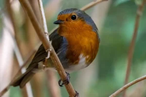 [048] Petirrojo José Manuel García Verdugo compressed