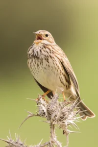 [049] Triguero Juan Manuel Valverde Ramírez