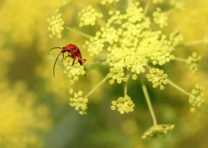 [052] Untitled Manuel Borrego Barrera