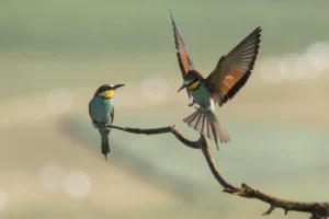 [053] Posado multicolor Antonio Ignacio Miranda Fernández