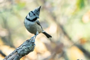 [054] MIRADA DEL HERRERILLO CAPUCHINO JOSE LUIS ROJAS ALCONCHEL