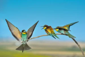 [056] EL INTRUSO ANTONIO ROMERO NIETO