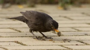[058] Mirlo, caracol y hormiga Miguel Angel Rodriguez Utrera