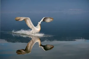 [058] pelicano dalmata maria rodriguez luna compressed