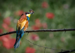 [059] Belleza en un instante salvaje Fernando Serrano Mérida