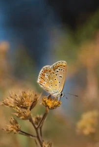 [059] Entre cielo y tierra Ingrid Mekionyte compressed