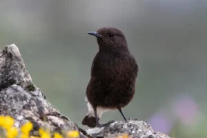 [061] Aves de montaña Gonzalo Astete Sánchez