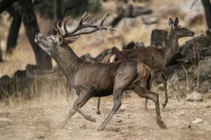 [062] CIERVO EN BERREA JOSE ANTONIO ORTIZ RUIZ