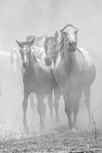 [066] Pura belleza Juan Manuel Moncayo González compressed