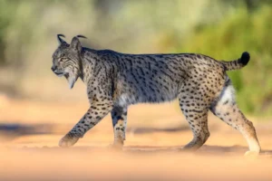 [067] Lince ibérico Juan Cubero Urbano