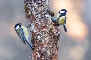 [068] Dueto al atardecer Arturo Montes de Oca compressed