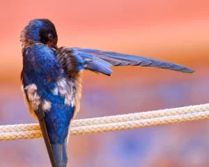 [069] Revisión de plumas José Antonio Gutiérrez López