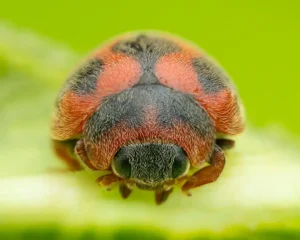 [070] Rodolia Cardinalis 4x Antonio Martín Gómez