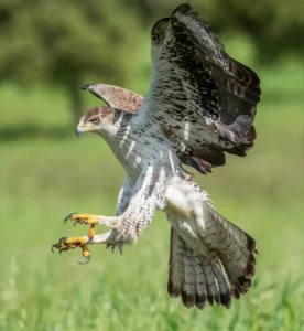 [071] Aterrizaje Letal Manuel Suárez Diánez