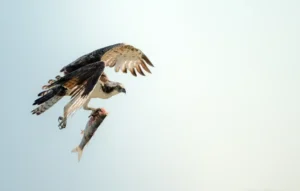 [071] Garras de acero José María Rodríguez Nodal compressed