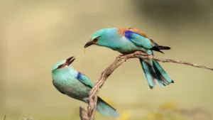 [072] Galanteo Martín Gea Jimeno