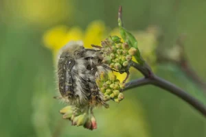 [074] Perpetuando la especie Paqui Hermosilla