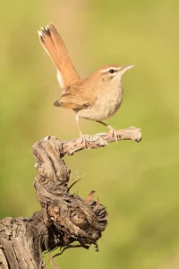 [077] Alzacola Juan Carlos Soto Sánchez