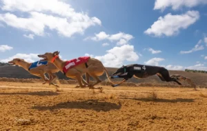 [078] Corre corre que te pillo BLAS BUENOSVINOS LÓPEZ