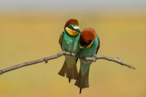 [080] PIDO PERDON MARIA DOLORES GONZALEZ DELGADO