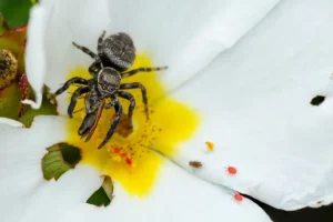 [080] bon appétit Carlos Gomez Cerrillo compressed