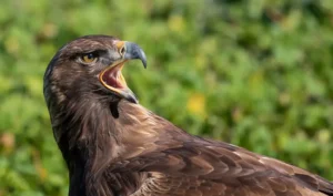 [081] Al acecho Pepe Aguilera Baena compressed