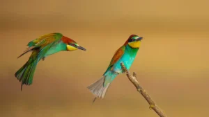 [081] Déjame espacio que voy Manuel García Garcia