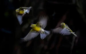 [082] Verdecillos en vuelo Antonio Benítez Paz compressed