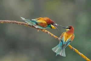 [083] MACHO DOMINANTE ANTONIO ROMERO NIETO compressed