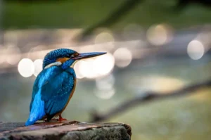 [083] Un destello de color José María Rodríguez Nodal