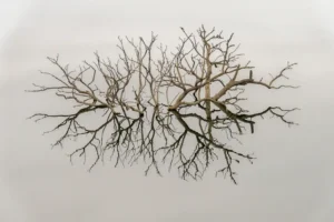 [085] Neuronal Francisco Jose Centeno García