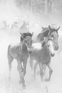 [088] Galopando Juan Manuel Moncayo González