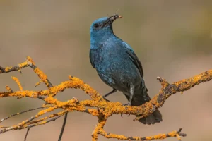 [089] Roquero Solitario Aportando alimentos Antonio Rodríguez Mariscal