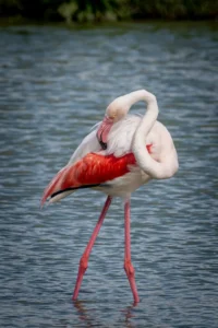 [091] Al atardecer Amelia Pardo Gutierrez compressed