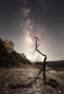 [092] Dry Tree Francisco Javier Albarracin Valderrama compressed