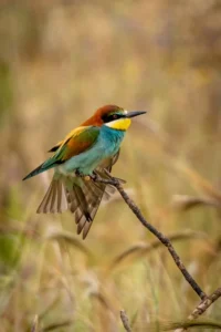 [093] Ya es primavera Amelia Pardo Gutierrez